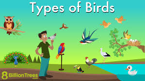 50 diffe types of birds names