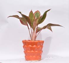 red well watered aglaonema lipstick at