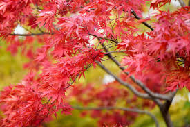 15 beautiful species of maple trees