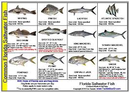 Tackle Box I D Florida Saltwater Fish Identification Card