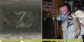 Dead Animal In Chimney Bad Smell And