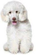 What is a phantom colored poodle? Poodle Colors Explanations And Photos