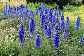 Blue Flowering Perennials 15 Easy To