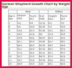 German Shepherd Weight Chart Sop Examples