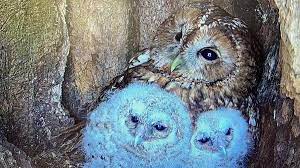 A tawny owl's two precious chicks - Wildlife Artist Robert E Fuller