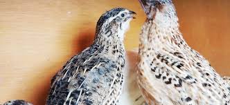 Buying ducks for my backyard n i read an article saying to be careful bcuz they carry salmonella, and to wash your hands when handling and wear different clothes. Raising Quail In Your Backyard Tales From Home