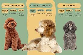 poodles toy miniature