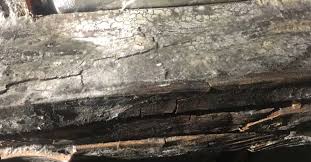 Wood Rot Versus Mold What S The