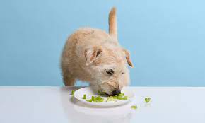 what vegetables can dogs eat bechewy