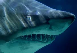 12 foot tiger shark caught in nc surf