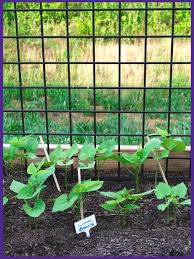 how to plant and grow lima beans