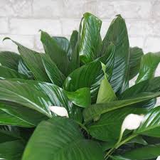 Get Peace Lily Assorted Sizes In Mi At