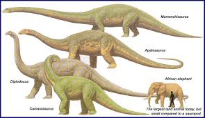 Size Comparison Dinosaur Information Prehistoric Animals