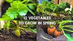 12 vegetables you should grow in spring