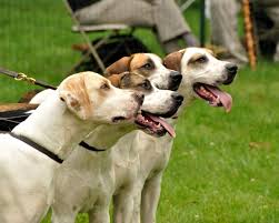 The english foxhound is one of the four foxhound breeds of dog. English Foxhound Puppies Puppy Dog Gallery
