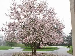 Images are provided in galleries and are available by common name, scientific name, family, ecosystem, and wetland indicator status. Saucer Magnolia University Of Redlands
