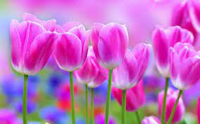 pretty flowers wallpapers top free