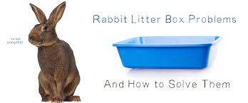i m having rabbit litter box issues