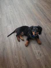 Adopt a puppy puppies for sale tampa. View Ad Dachshund Puppy For Sale Near Florida Tampa Usa Adn 91301