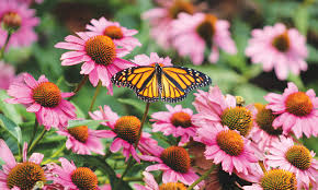 planting a pollinator garden home