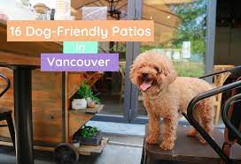 dog friendly patios in vancouver