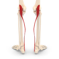 The tendon passes behind the inner the flexor hallucis tendons and muscles bend the big toe down, and the longus muscle also helps. Plantaris Muscle Wikipedia