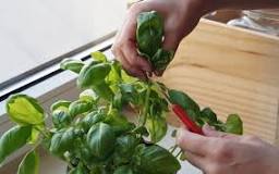 What is a good natural fertilizer for basil?