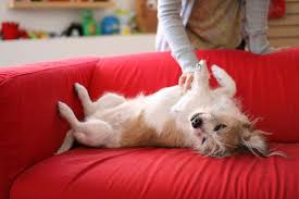 why do dogs love belly rubs care facts