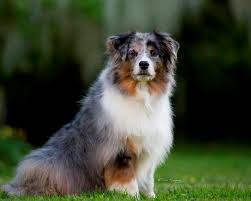 Aussies are confident and lively; Lone Pine Miniature American Shepherds Dog Breeders Home Facebook