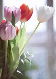 flower flowers tulip tulips