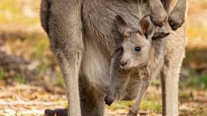 inside a kangaroo s pouch something