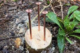 using copper nails to kill trees does