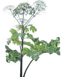 В роду этого растения (по латыни heracleum, а переводе «гераклова трава». Opasnyj Borshevik Obnaruzhit Sputnik Yuzhnye Gorizonty