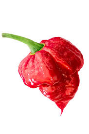 Trinidad Scorpion Butch T Pepper Chili Pepper Madness