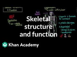 This labeling is simply a drag and drop exercise that students can complete directly in google slides. Skeletal Structure And Function Video Khan Academy