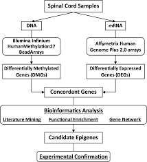Flow Chart For Genome Wide Epigenetic And Expression