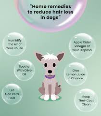 hair fall in dogs treatment and care