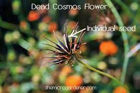 Grow Cosmos Flowers
