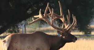 Watch The Antler Growth Of A Huge Elk