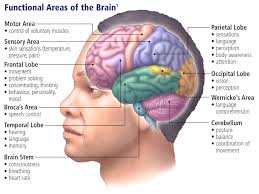 the brain areas diagram quizlet