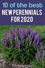 We have hundreds of the best perennials for your shade gardens.the largest selection of shade tolerant plants in the us. New 2020 Perennials 10 Of The Best New Perennials For 2020 Gardening From House To Home