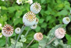How to grow breadseed poppies. An Easy Annual Poppy Papaver Somniferum A Way To Garden
