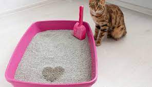 how to clean wet cat litter off floor