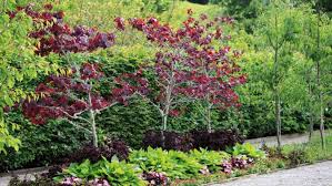 classic trees for modern gardens