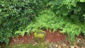 How to Grow Ferns | Miracle-Gro