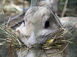 bunny care guide what foods do rabbits