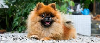 teacup pomeranian breed facts