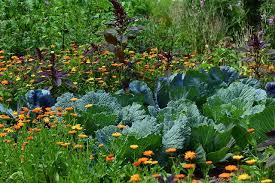 The Benefits Of Companion Planting For