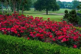 Landscape Design Secret Garden Red Roses
