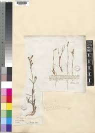 Silene L. | Plants of the World Online | Kew Science